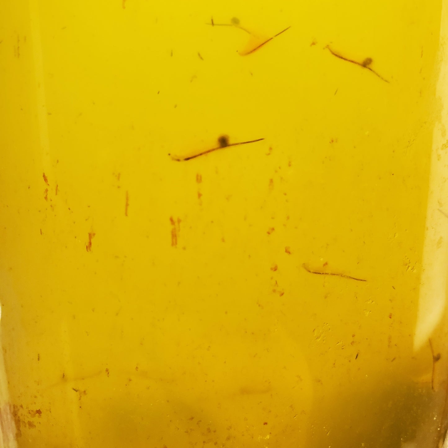 Brine Shrimp - Live Fish Food - Multiple Life Cycle Phases