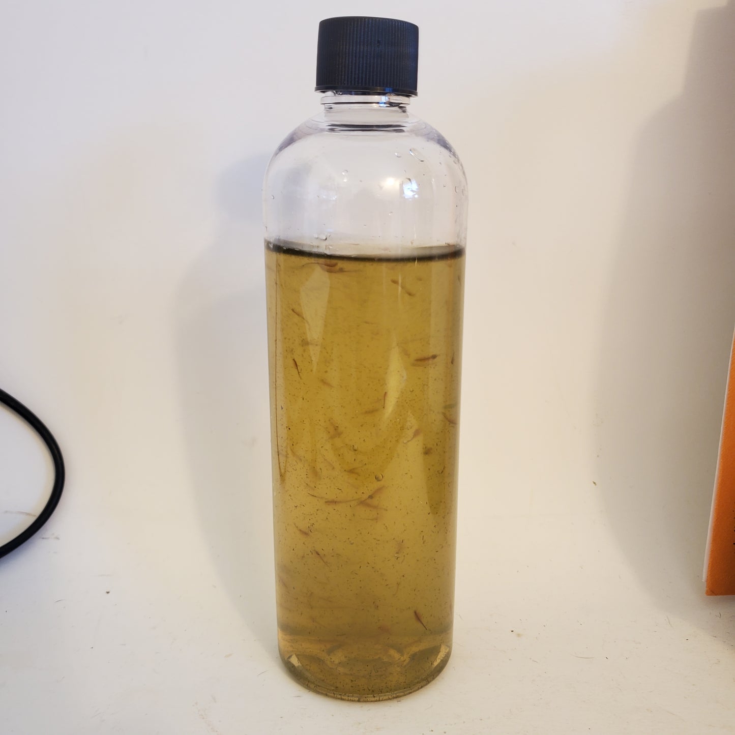 Brine Shrimp - Live Fish Food - Multiple Life Cycle Phases