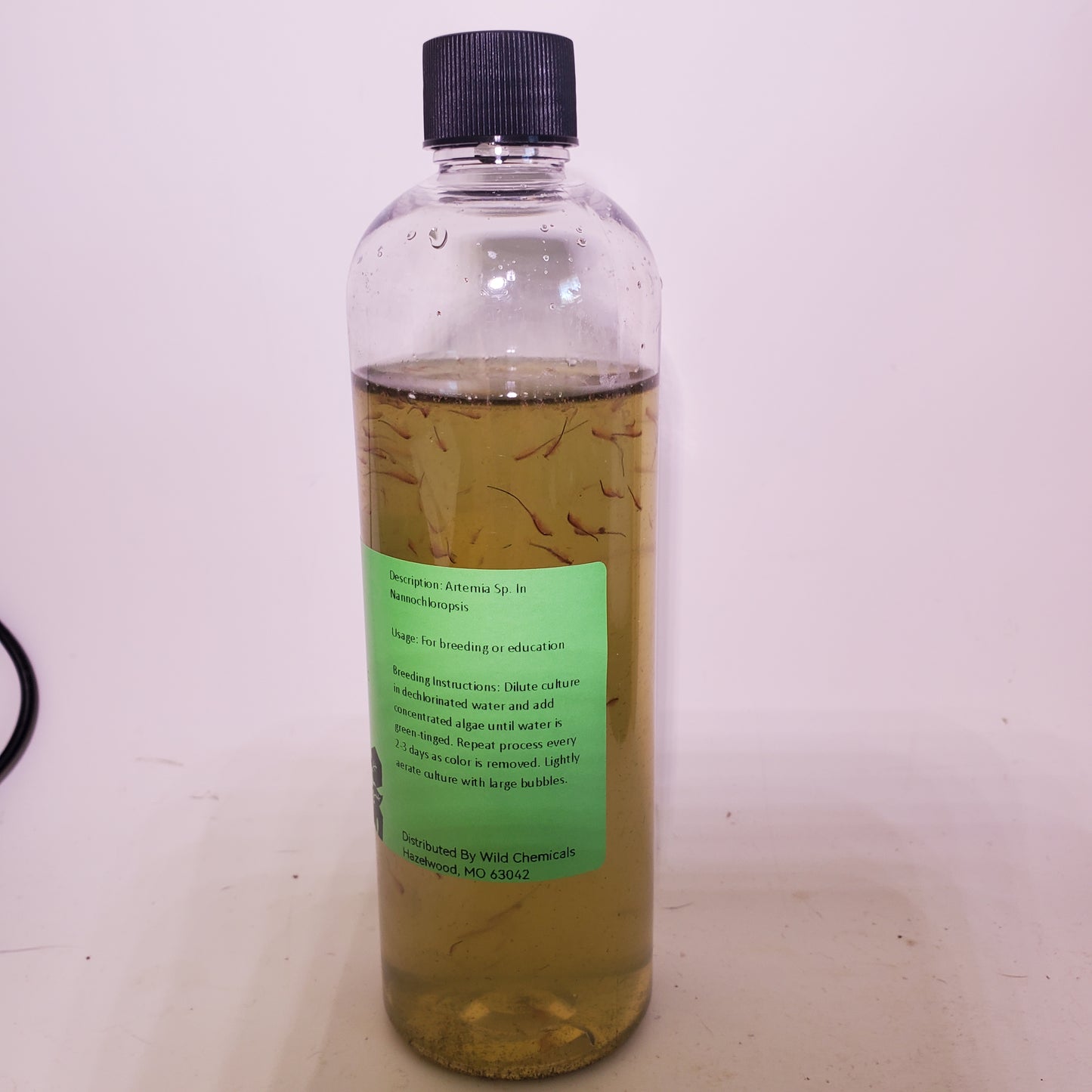 Brine Shrimp - Live Fish Food - Multiple Life Cycle Phases