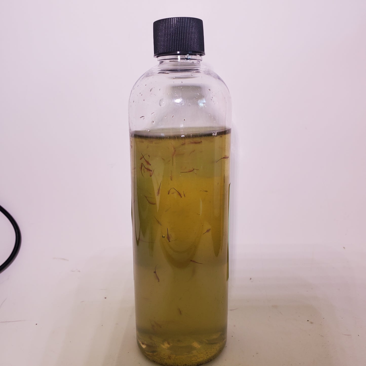 Brine Shrimp - Live Fish Food - Multiple Life Cycle Phases