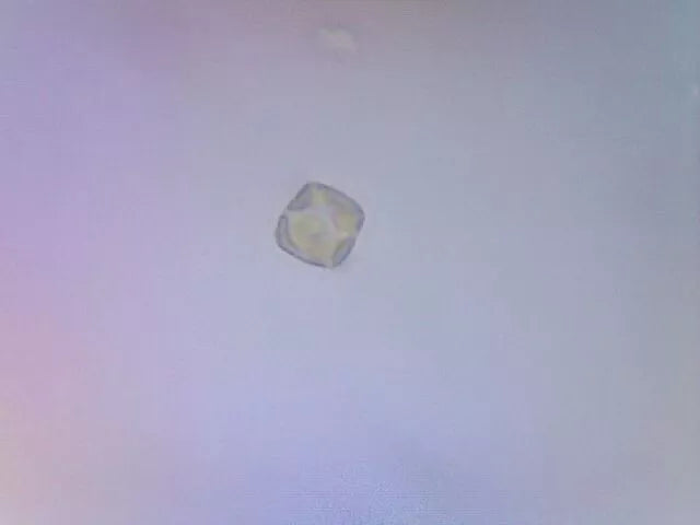 Chaetoceros calcitrans Live Phytoplankton - Great for Feed or Science Projects!