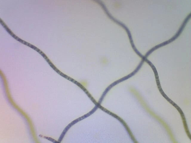 Spirulina Live Phytoplankton - Great for Feed or Science Projects!