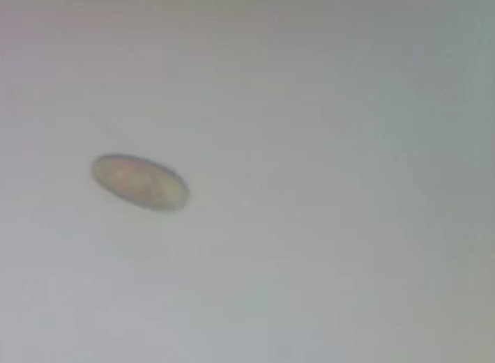 Rhodomonas Salina Live Phytoplankton - Great for Feed or Science Projects!