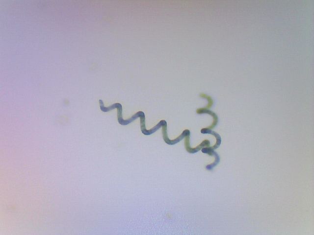 Spirulina Live Phytoplankton - Great for Feed or Science Projects!