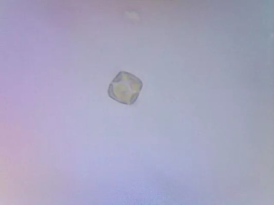 Chaetoceros calcitrans Live Phytoplankton - Great for Feed or Science Projects!