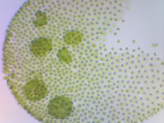 Volvox Aureus Live Phytoplankton - Great for Feed or Science Projects!