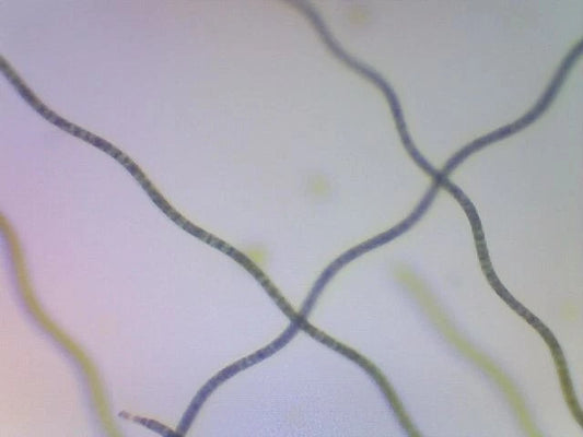 Spirulina Live Phytoplankton - Great for Feed or Science Projects!