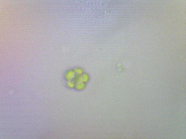 Chlorella Vulgaris Live Phytoplankton - Great for Feed or Science Projects!