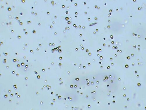 Nannochloropsis Live Phytoplankton - Great for Feed or Science Projects!