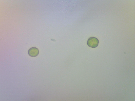 Chlorella Vulgaris Live Phytoplankton - Great for Feed or Science Projects!