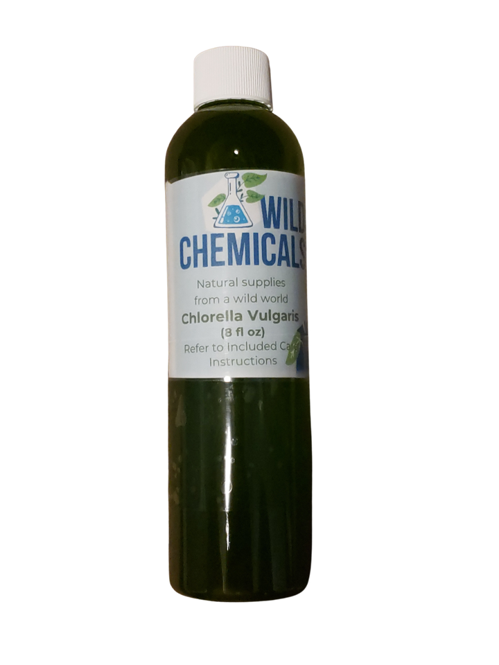 Chlorella Vulgaris Live Phytoplankton - Great for Feed or Science Projects!